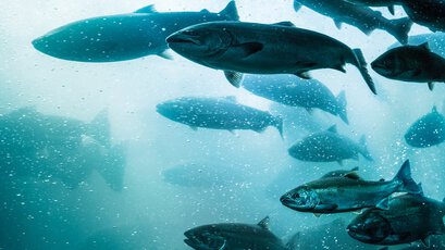 Druckluftanwendungen in der Aquakultur - Vor-Ort-Sauerstoffproduktion in der Aquakultur