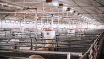 Druckluftanwendungen in der Agrarwirtschaft - Tierhaltung