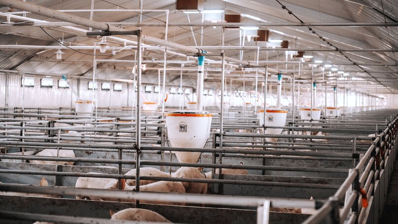 Compressed air applications in agriculture – Livestock farming