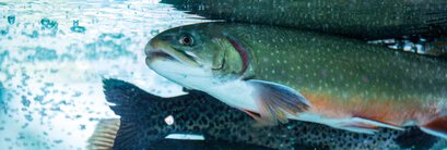 Druckluftanwendungen in der Aquakultur - Sea Pen Oxygenation (SPO)