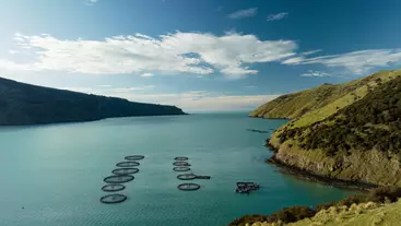 Overview of Akaroa Harbour, where Akaroa King Salmon's operations are situated.