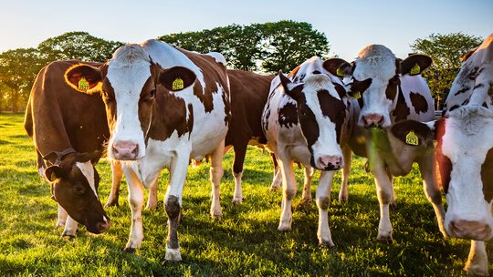 Compressed Air Applications in Agriculture - Dairy Farming