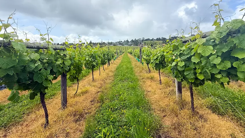 Pictured the Bottom block at Fino Valley Wines’ Henderson Valley Vineyard.