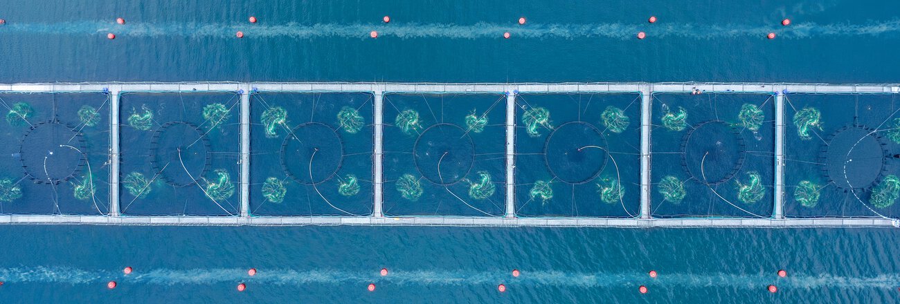 Die Vorteile von Belüftung und Sauerstoffanreicherung in der Aquakultur