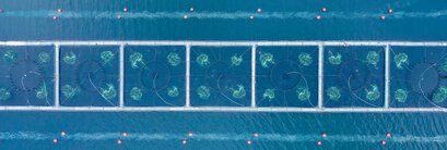 Die Vorteile von Belüftung und Sauerstoffanreicherung in der Aquakultur