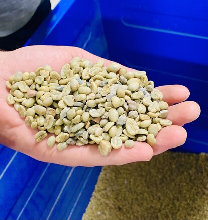 Hela gröna kaffebönor importerade från Brasilien och Colombia för Joh. Johannson Kaffe.