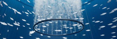 Druckluftanwendungen in der Aquakultur - Sea Pen Aeration (SPA)