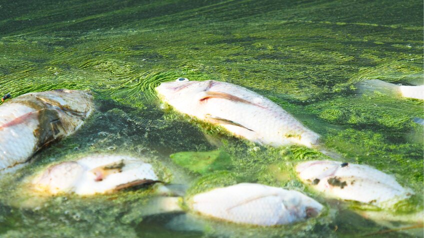 Some HABs produce toxins which are harmful - if not deadly - to aquatic organisms.