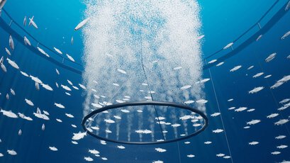 Druckluftanwendungen in der Aquakultur - Sea Pen Aeration (SPA)